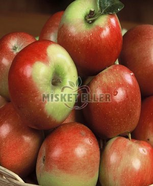 Amasya Misket Elması